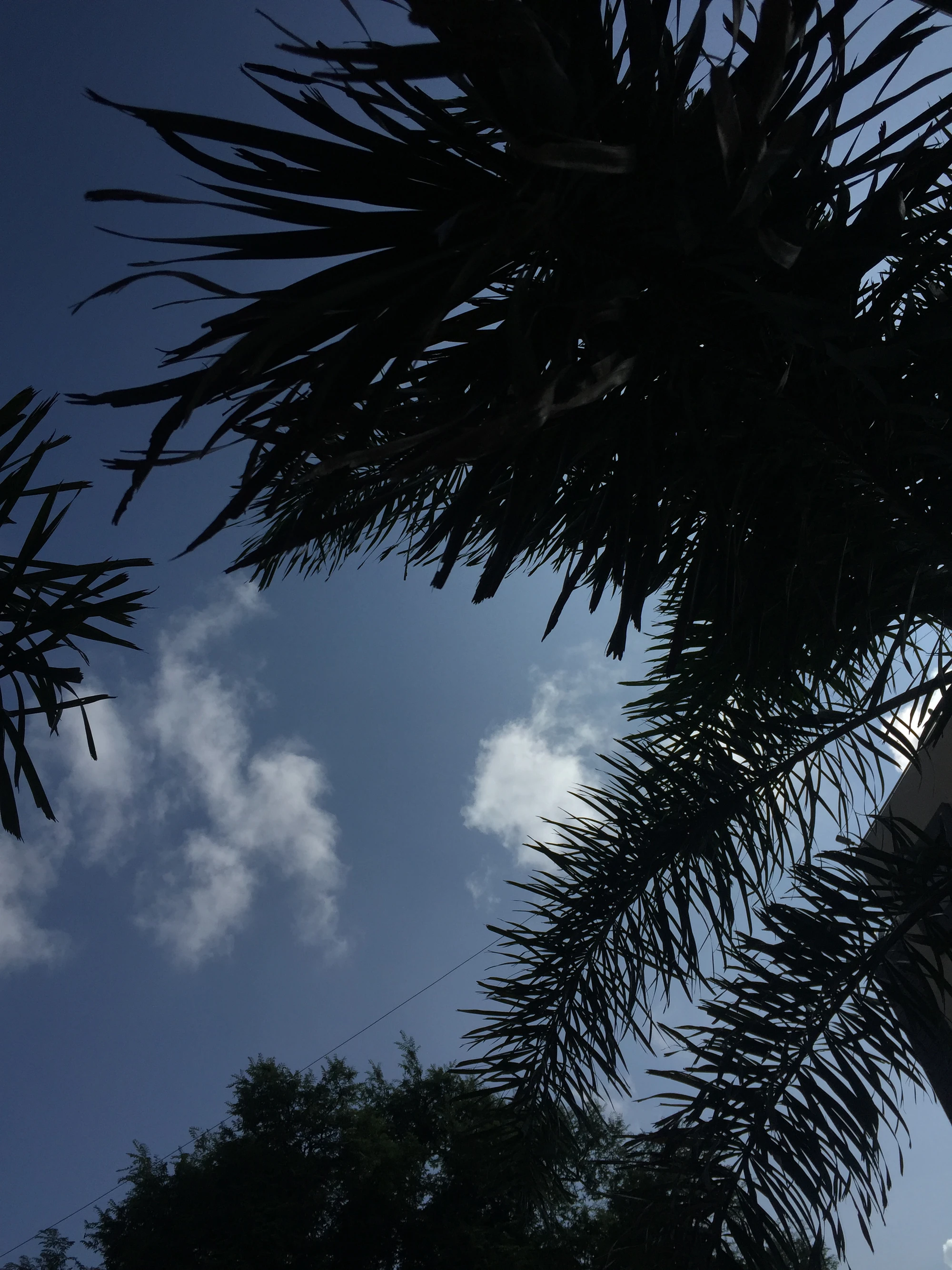Silhouette of palm fronds against a cloudy blue sky