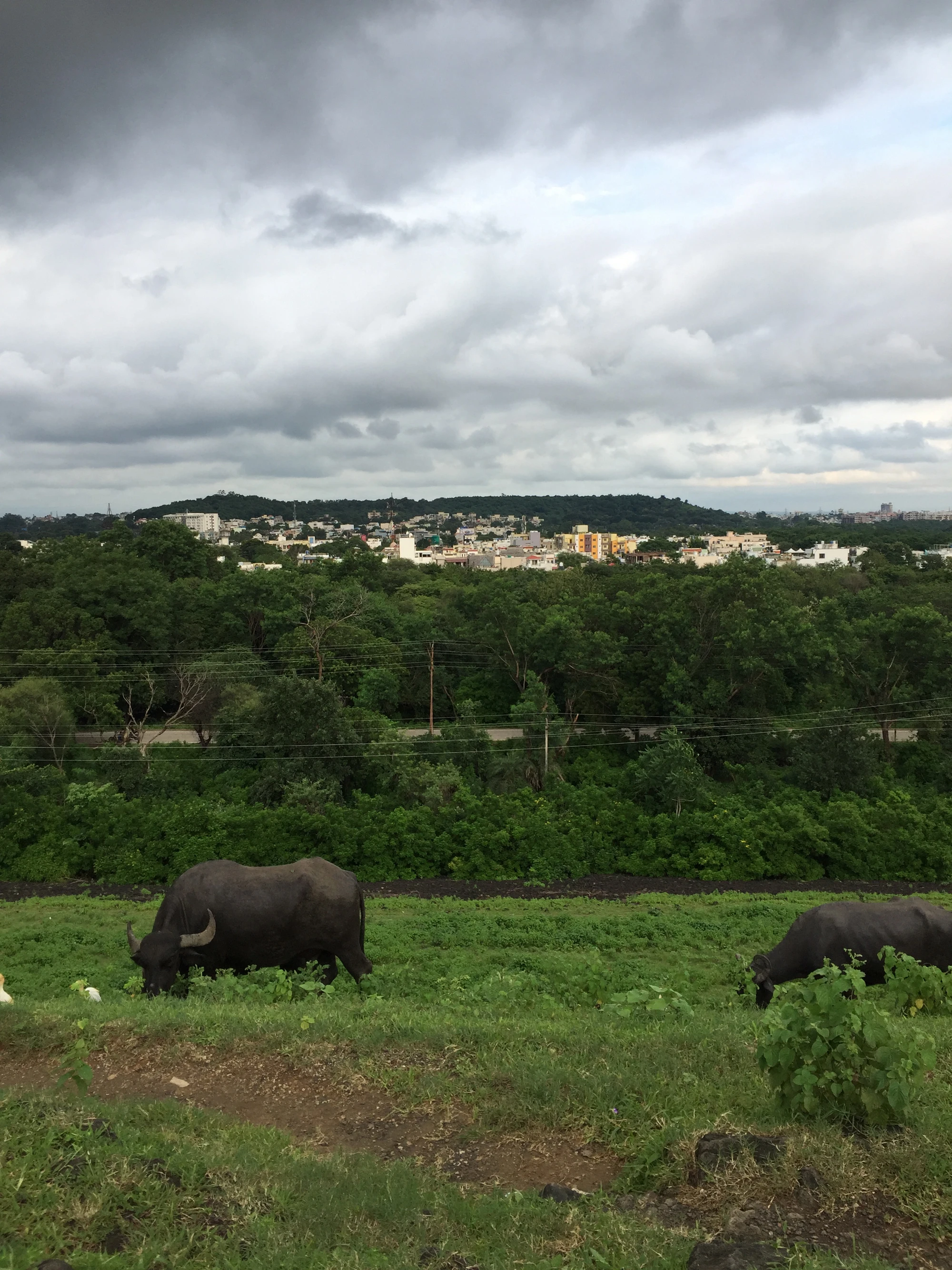 Water buffalo grazing in a green field with a city skyline behind
