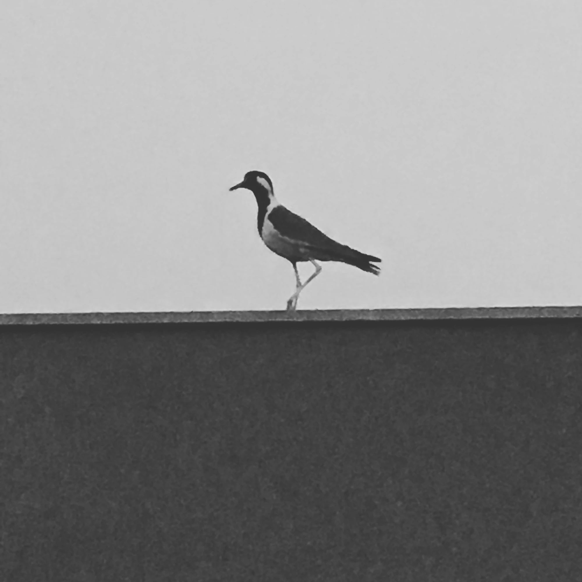 A black and white bird walking along a rooftop ledge