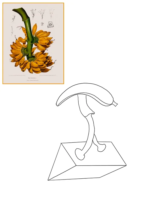 Design sketch — open banana silhouette study