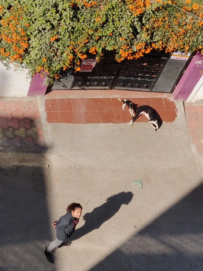 An aerial view of a woman walking past a sleeping dog beneath flowering vines