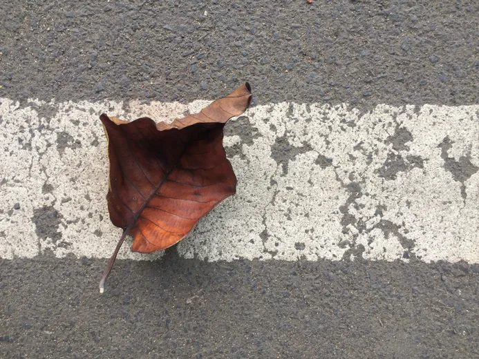 Photograph of a fallen leaf on a painted road line
