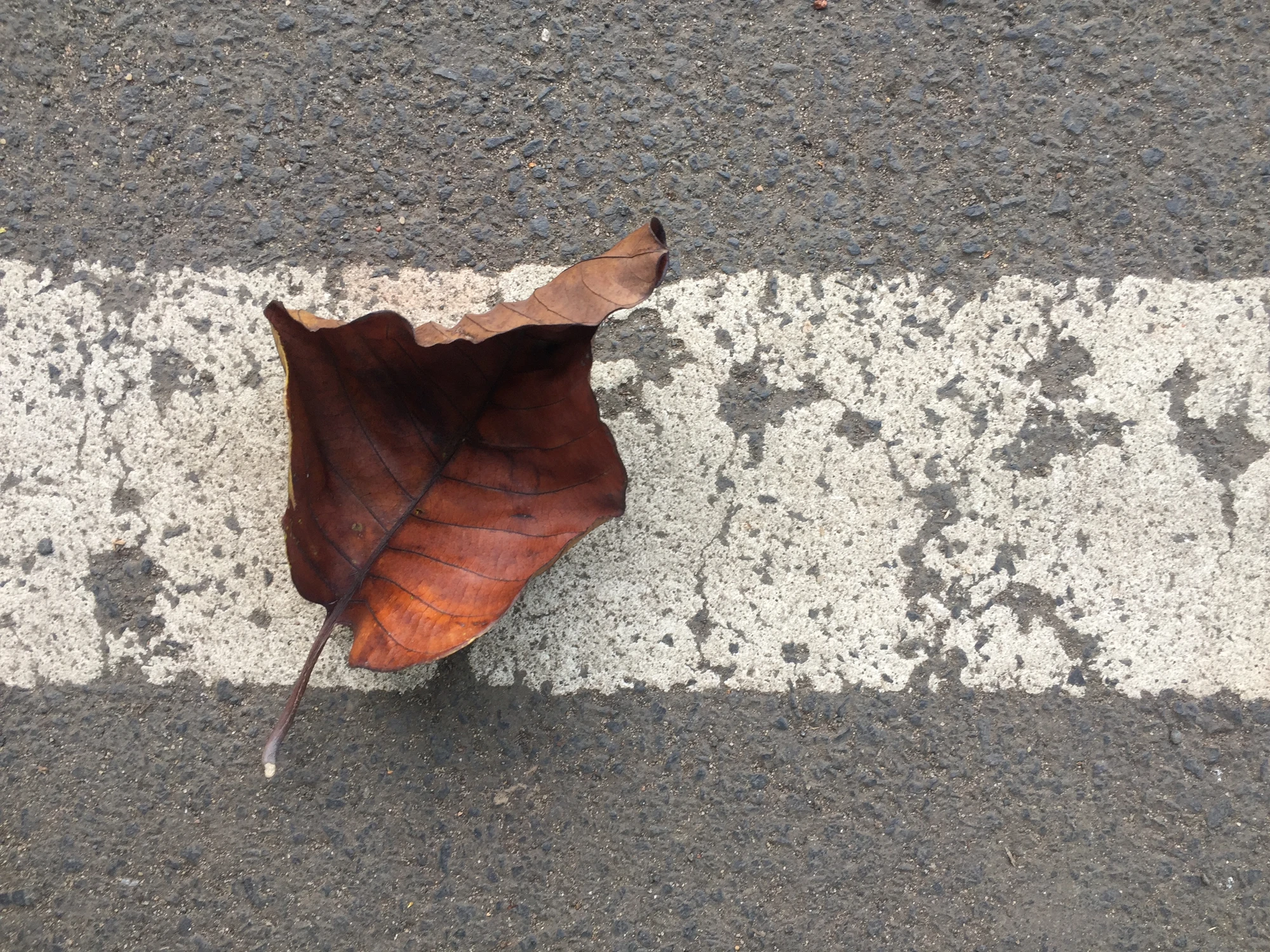 Photograph of a fallen leaf on a painted road line